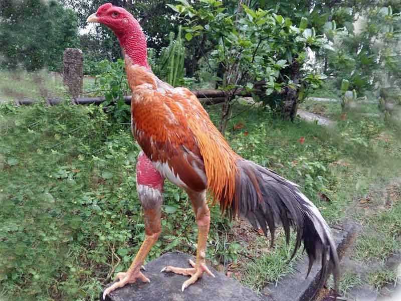 Hướng Dẫn Cách Xem Tướng Gà Chọi Tại New88 1 Thế nào là xem tướng gà chọi?